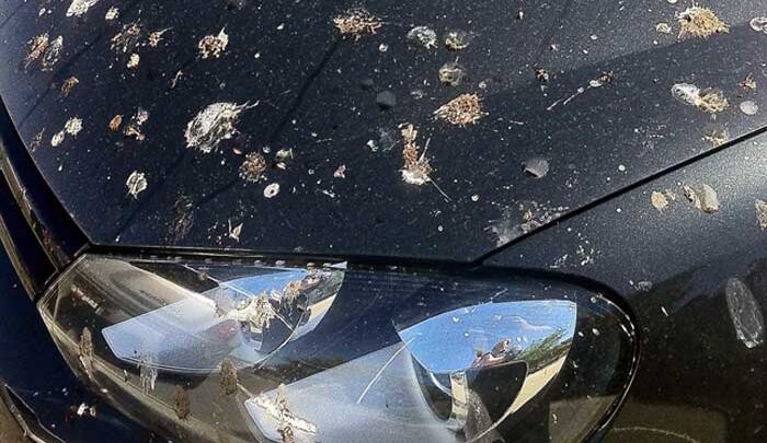 Noda Kotoran Burung pada Cat Mobil