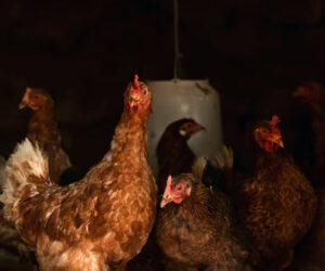 artikel tentang kandang ayam